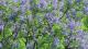 Jacaranda mimosifolia