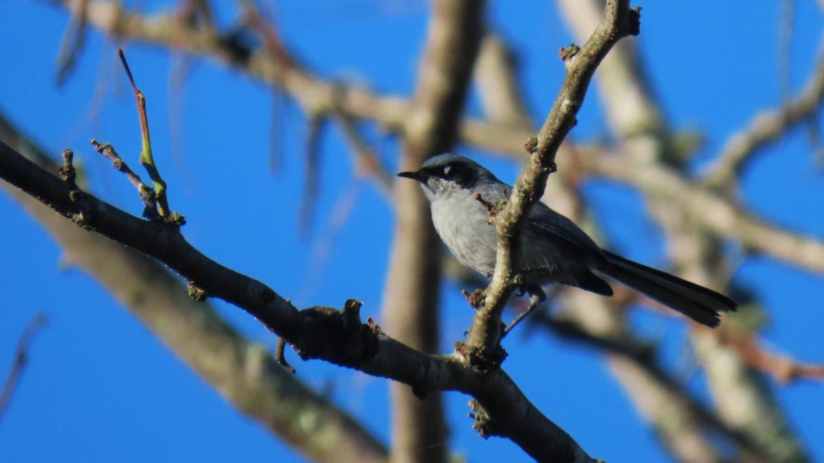 Photo Tacuarita Azul