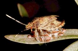 Cacao Bug (Antiteuchus tripterus)