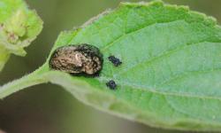  (Chlamydocassis metallica)