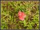 Glandularia tweedieana