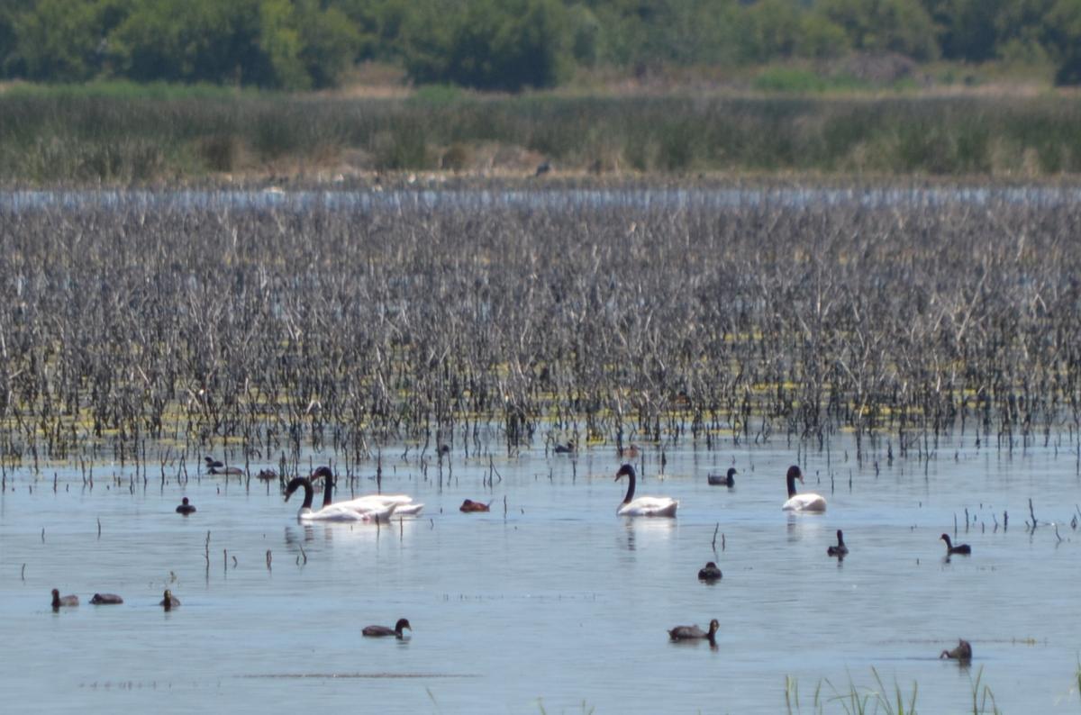 Photo Cisne Cuello Negro