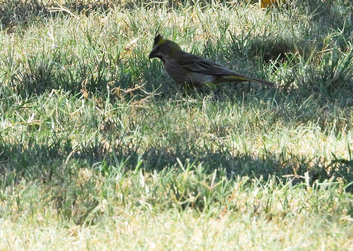 Photo Cardenal Amarillo