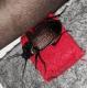 Calosoma argentinense