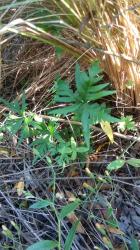  (Doryopteris concolor)