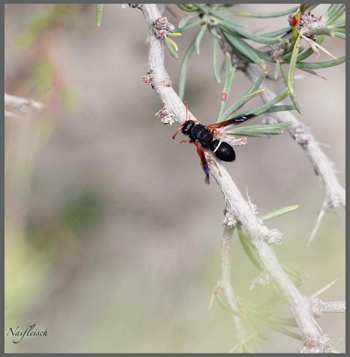 Foto Avispa Alfarera de Montaña