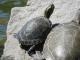 Trachemys scripta