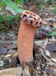 Foto Cuerno Hediondo