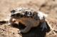 Rhinella arenarum