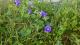 Ipomoea purpurea
