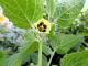  (Physalis peruviana)