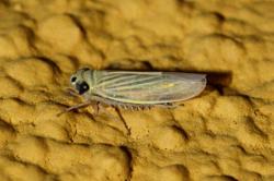  (Chlorotettix bimaculatus)