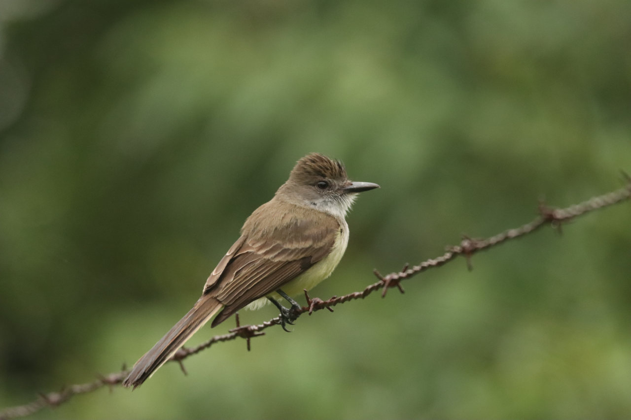 Foto Burlisto Pico Negro