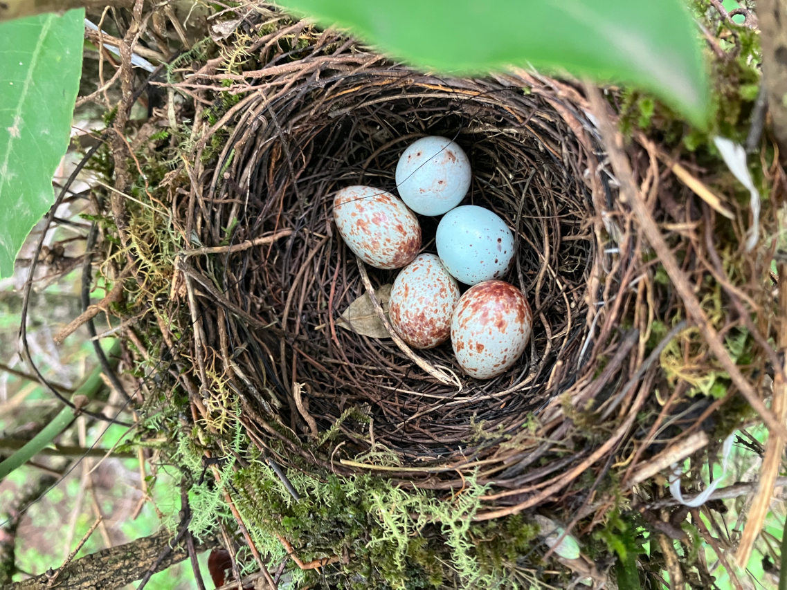 Foto Zorzal Colorado