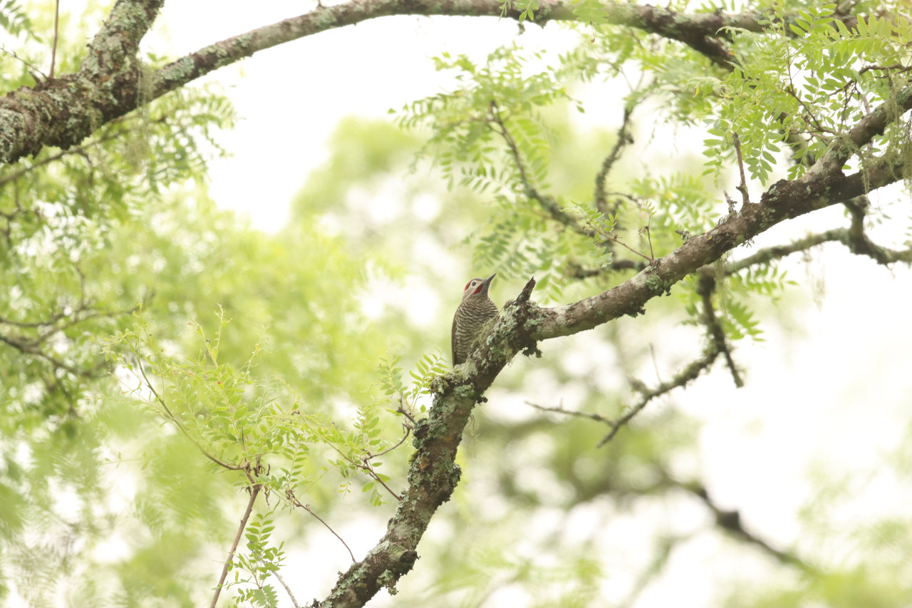Foto Carpintero Dorado Gris