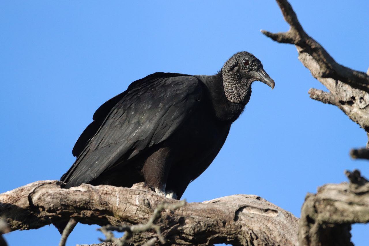 Foto Jote Cabeza Negra