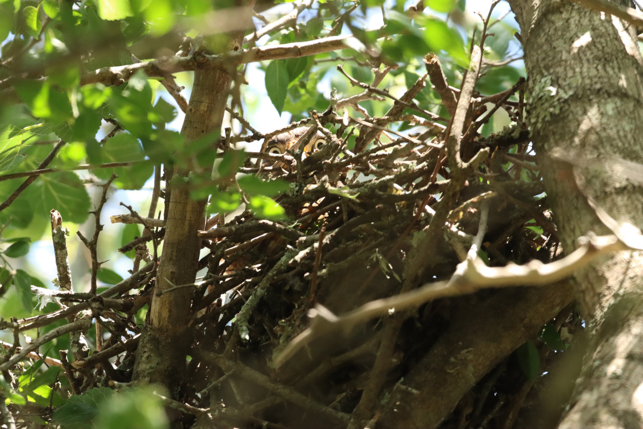 Foto Taguató Común