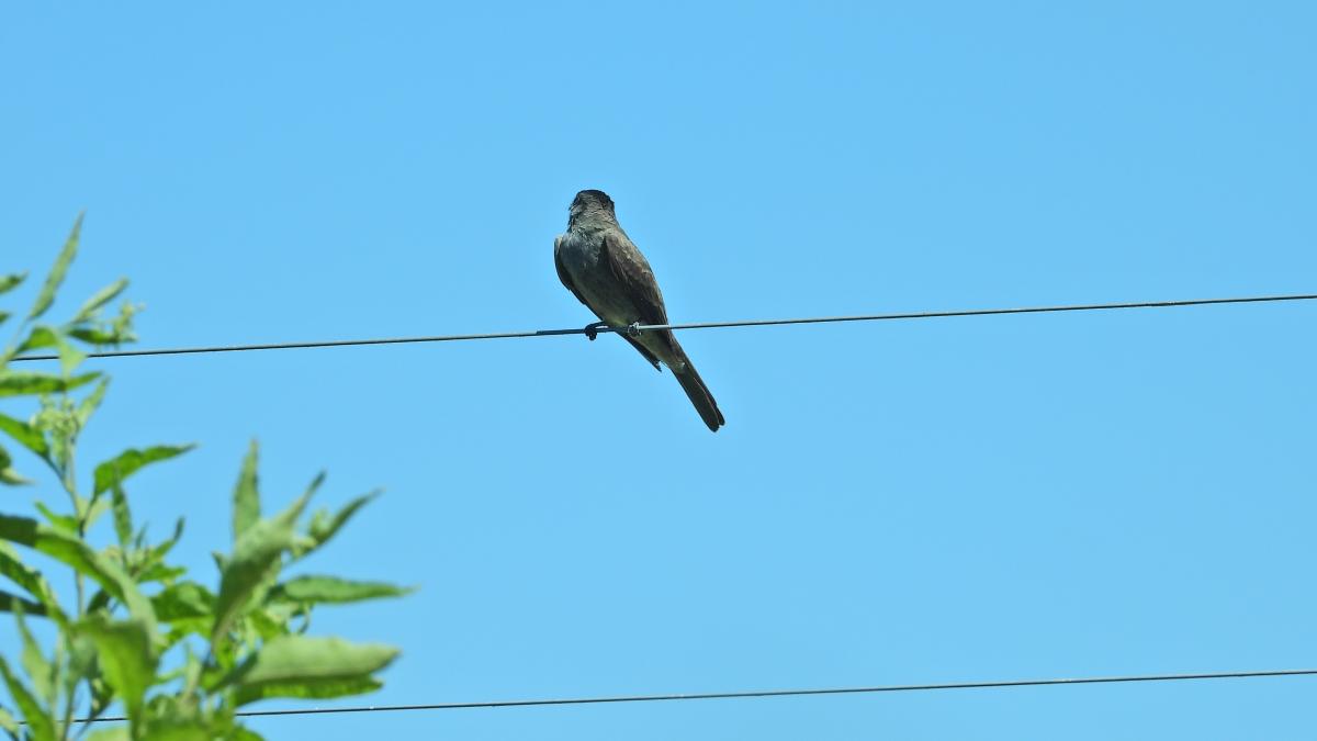 Foto Tuquito Gris