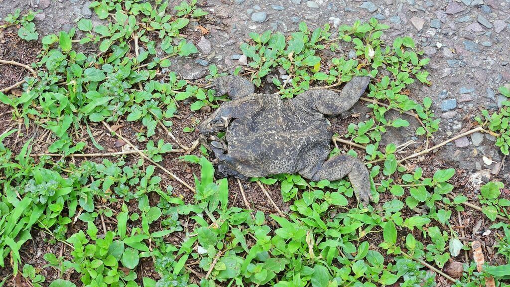 Photo Sapo Cururú