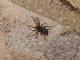 Loxosceles hirsuta