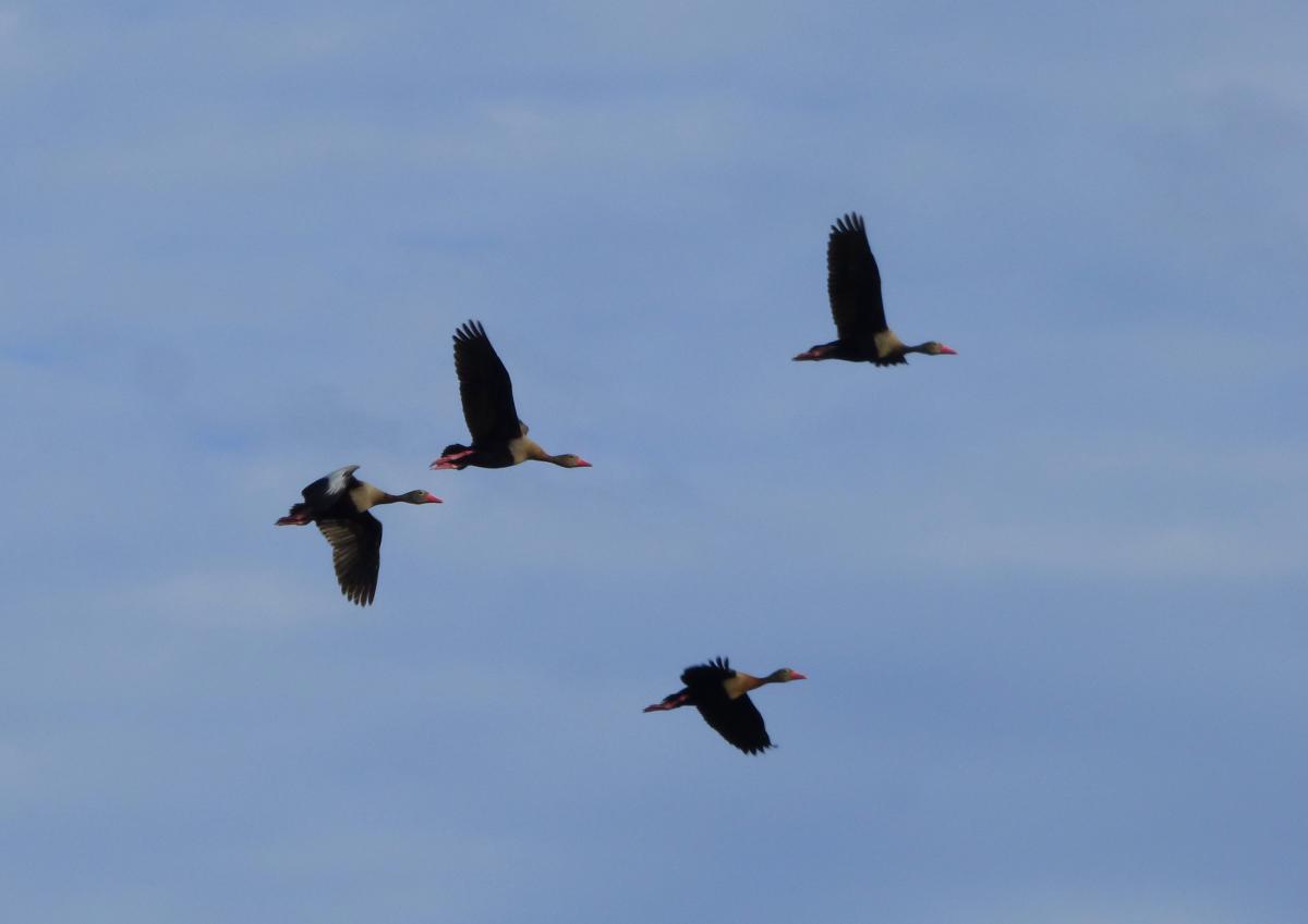 Photo Sirirí Vientre Negro