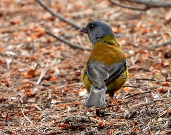 Foto Comesebo Patagónico