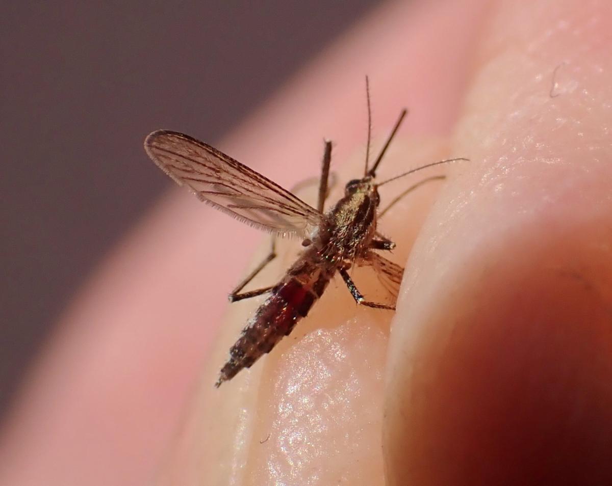 Foto Mosquito Charquero