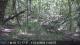 Leopardus geoffroyi