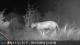 Puma concolor