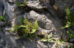  (Myriopteris myriophylla)