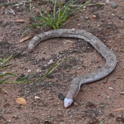  (Amphisbaena bolivica)