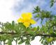 Tabebuia nodosa
