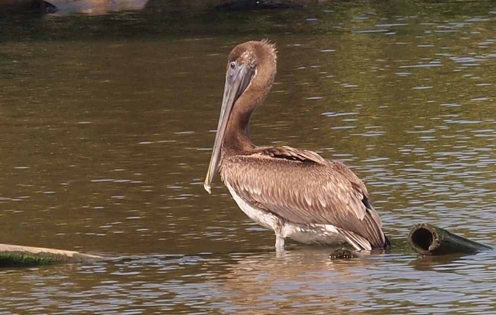Foto Pelícano Pardo