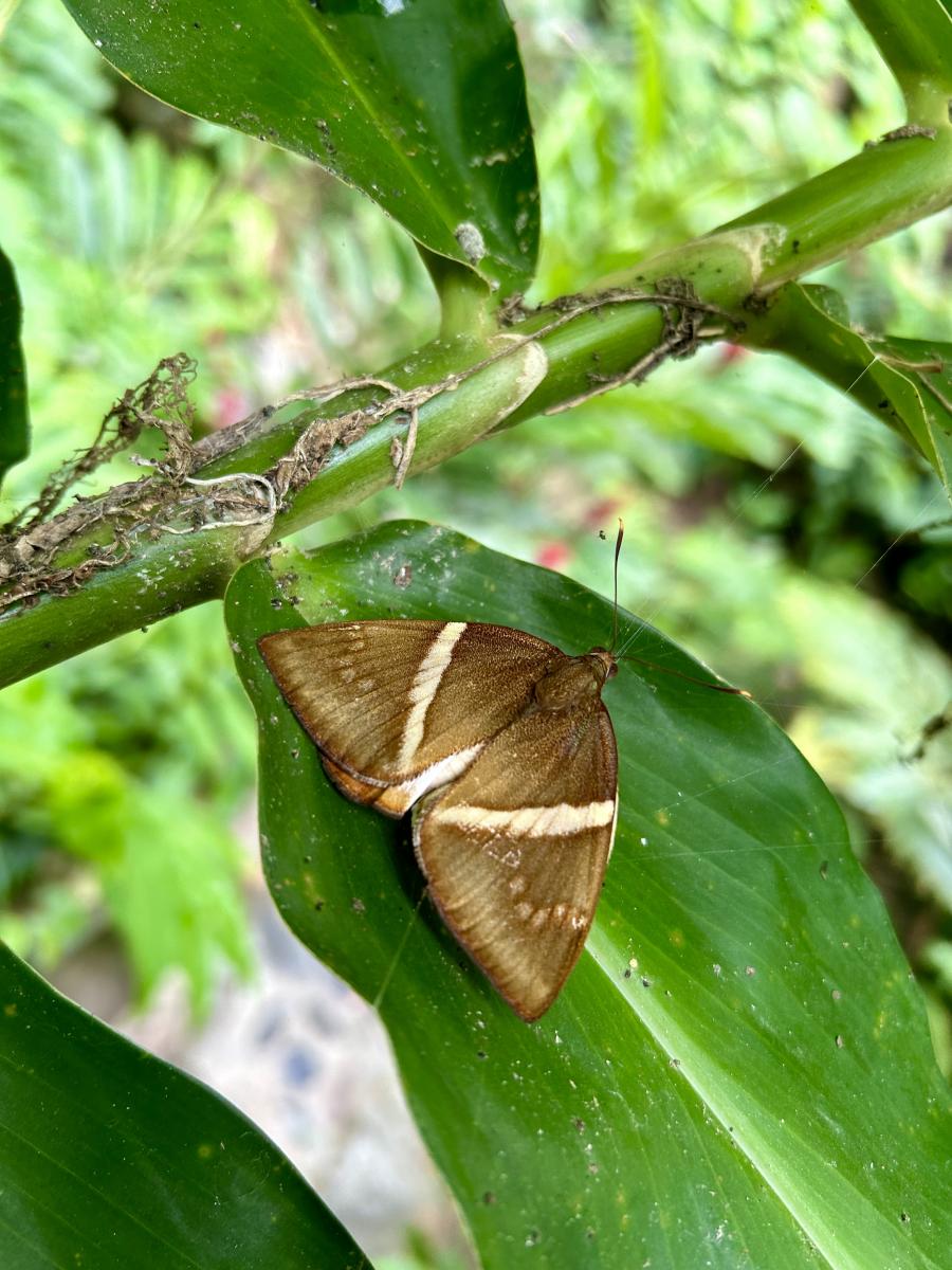 Foto Gusano Barrenador