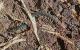 Akymnopellis laevigata