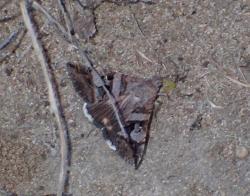  (Melipotis ochrodes)