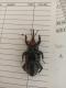 Rhynchophorus palmarum