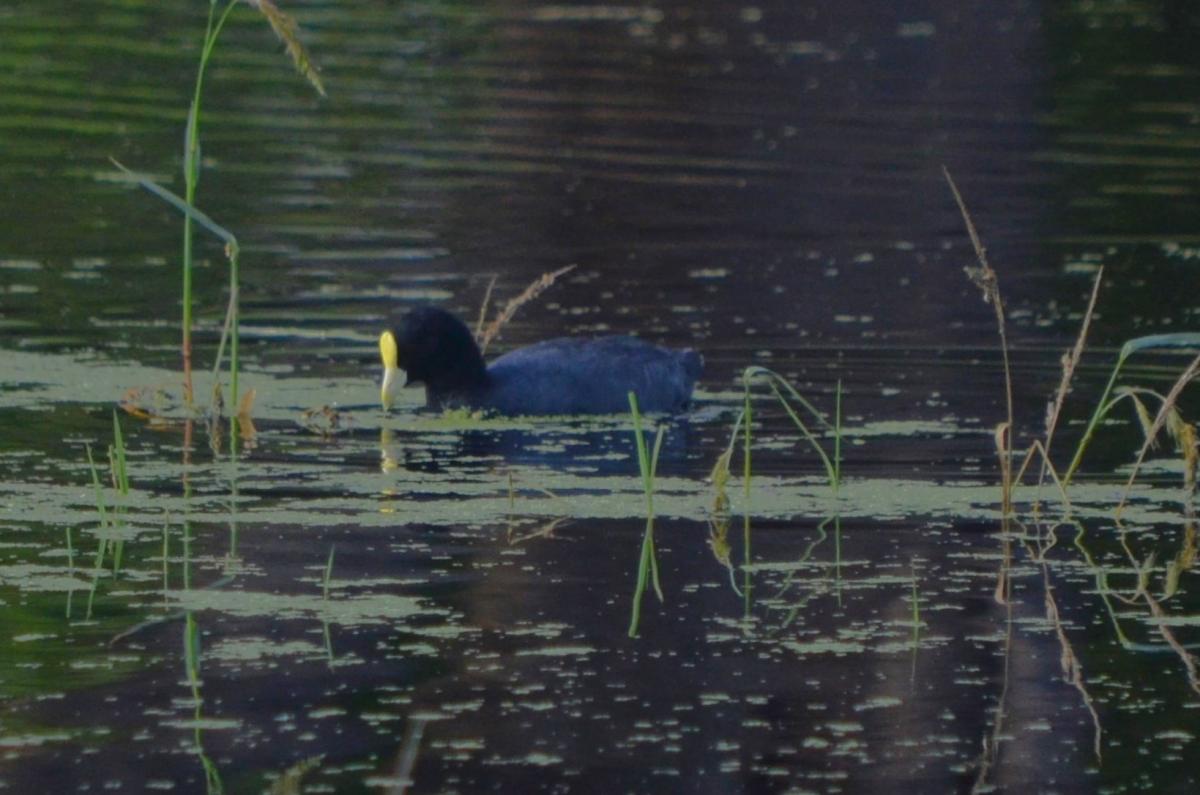 Photo Gallareta Chica