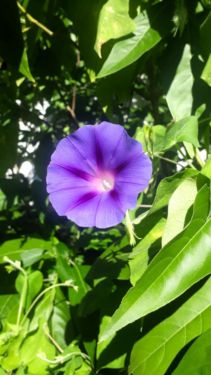 Foto Campanilla Morada