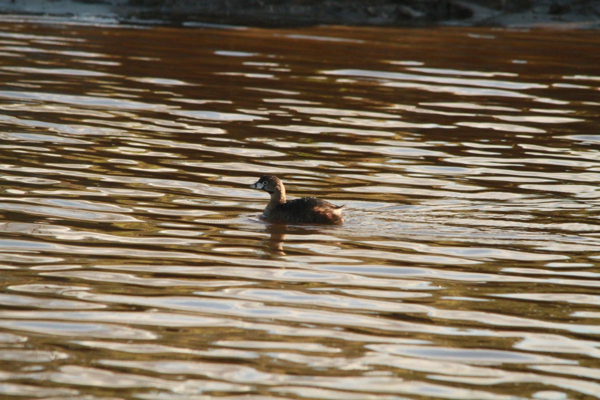 Foto Macá Pico Grueso