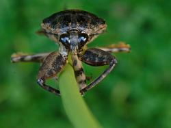 Giant Water Bug (Lethocerus annulipes)