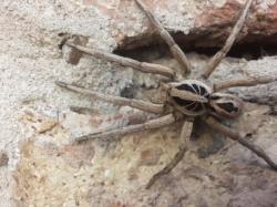  (Schizocosa malitiosa)