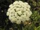 Visnaga daucoides