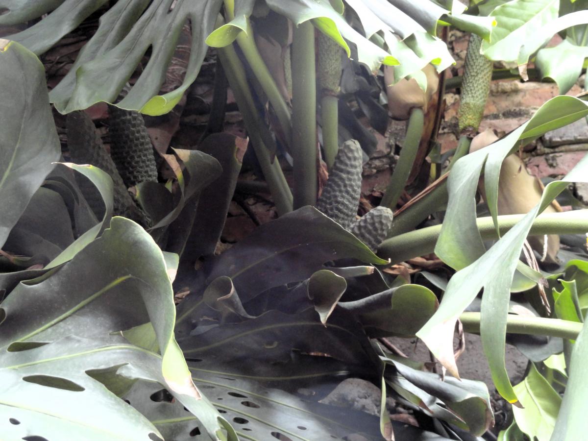 Foto Costilla De Adán