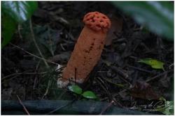 Foto Cuerno Hediondo