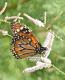 Danaus erippus