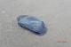 Velella velella