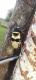Largus fasciatus