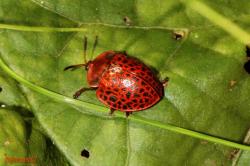  (Botanochara sanguinea)