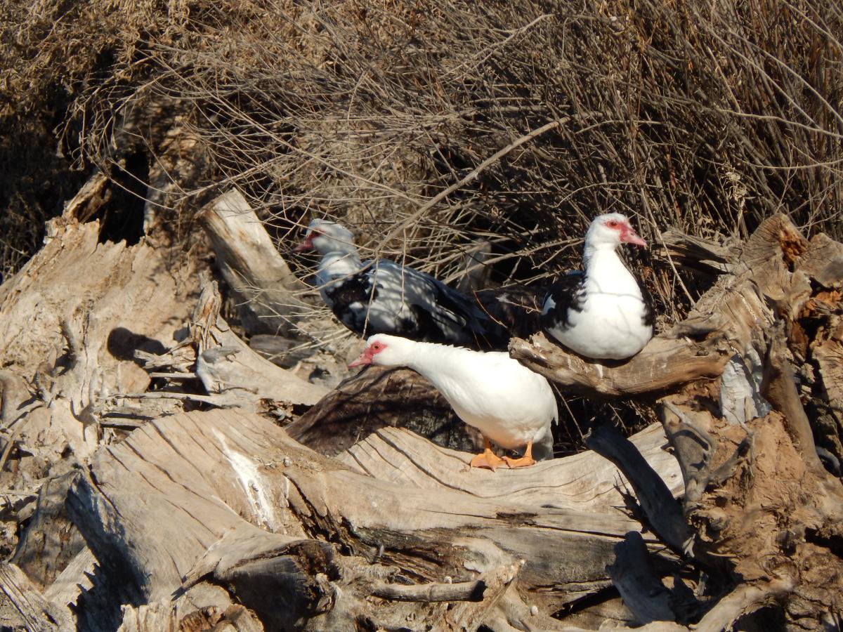 Photo Pato Real